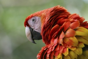 Parrot in Costa Rica