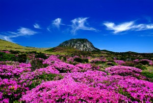 The island of Jeju is known as the "Hawaii of Korea."