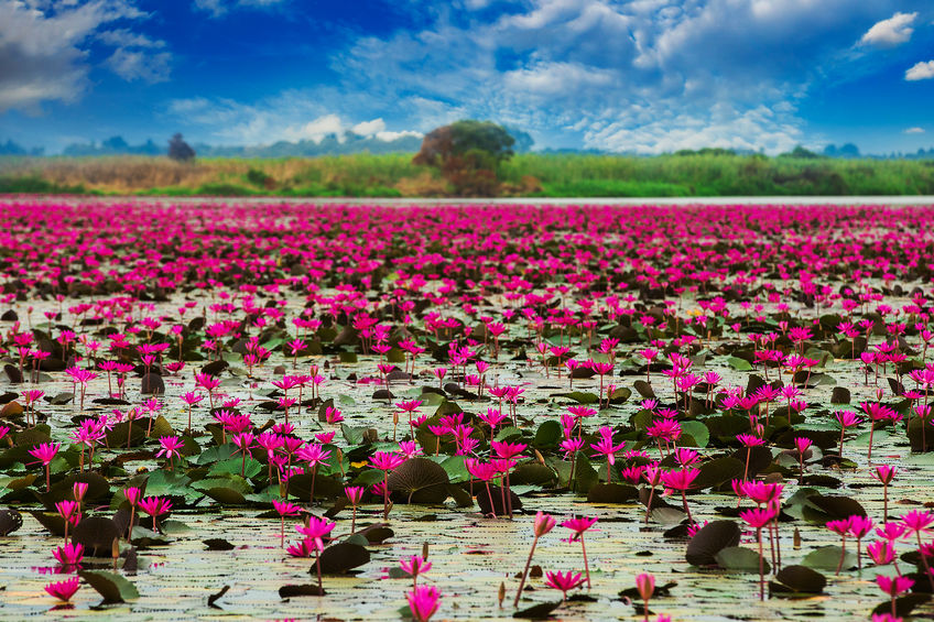 Sea of red lotus in Lotus Marsh, Thailand