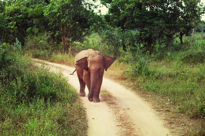 Elephant walking down a dirt road
