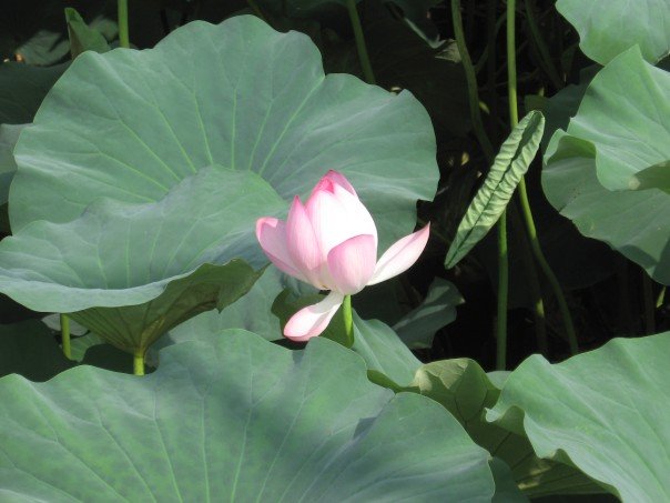 A Deokjin Lotus we found on our walk through the park