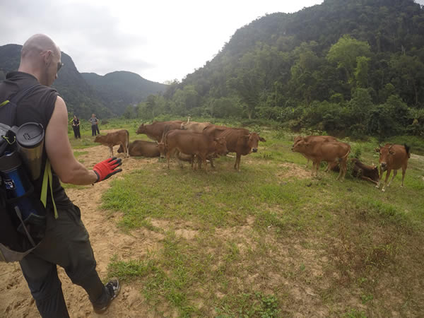Brent cautiously approaches the herd of cows blocking our path