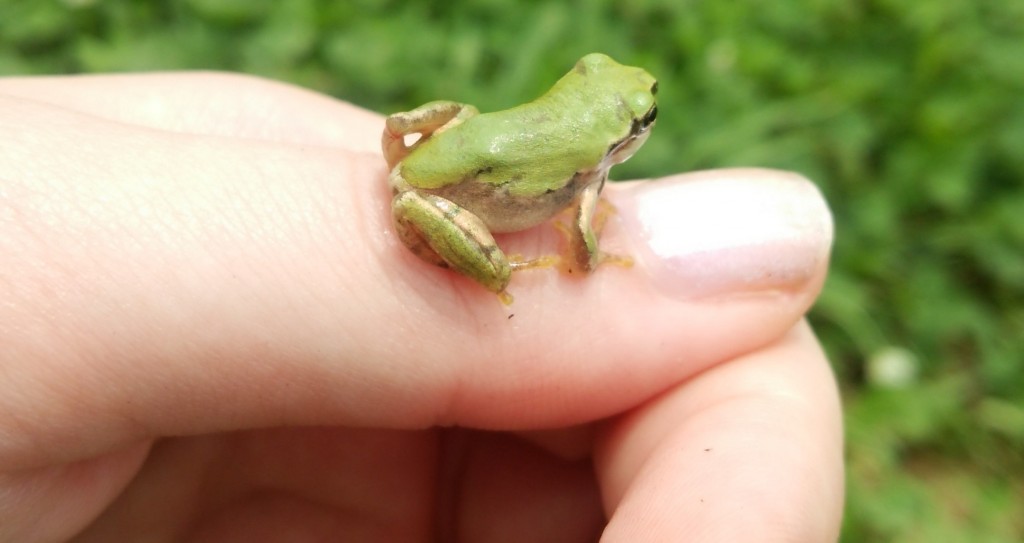 5 - Tinyfrog
