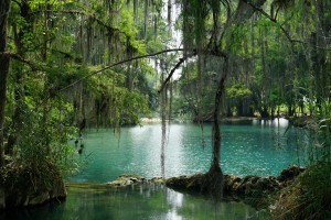 A lagoon surrounded by lush green trees in Huasteca Potosina, San Luis Potosi.