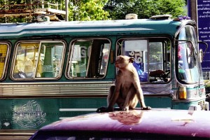 A crab-eating macaque lounges atop a parked car in Lop Buri.