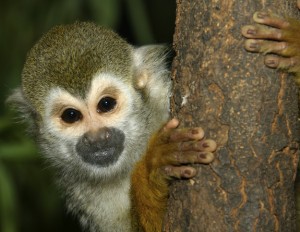 Animals in Costa Rica