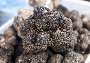 Italian Black Truffles