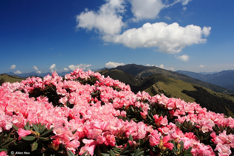 Mt. Hehuan by Allen Hsu on Flickr