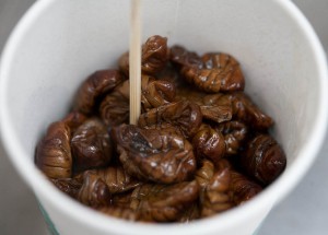 Simmered silkworm pupae. Photo courtesy Charles Haynes on Flickr